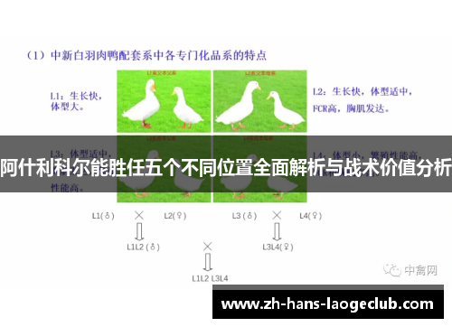 阿什利科尔能胜任五个不同位置全面解析与战术价值分析